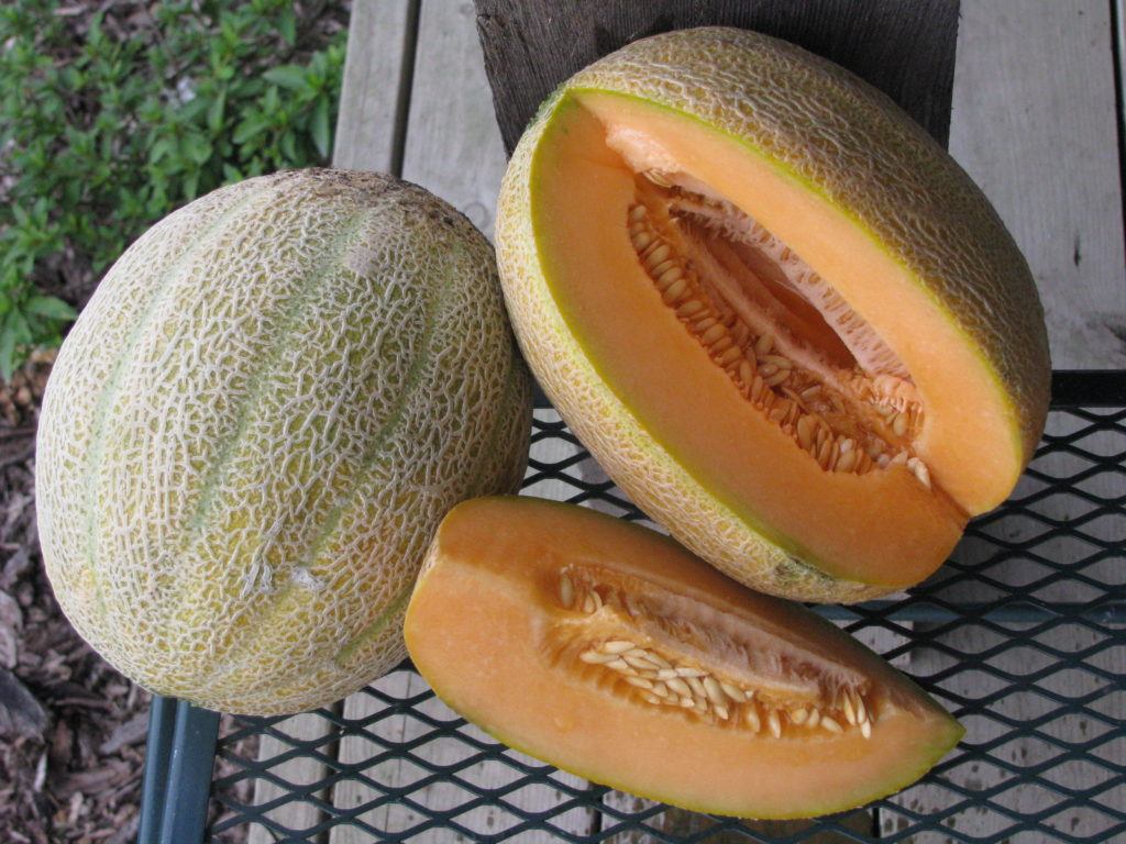 Hale's Best Jumbo Melon